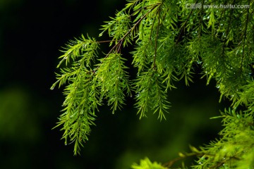 雨后绿叶