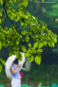 雨季