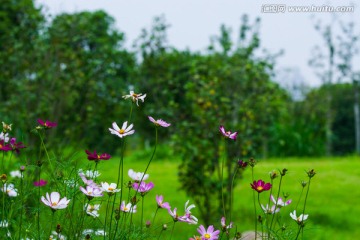 花丛