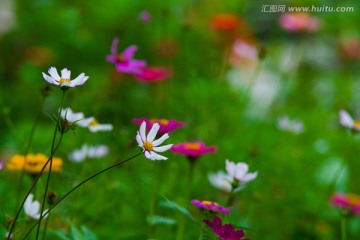 花卉