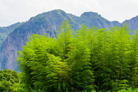 竹林