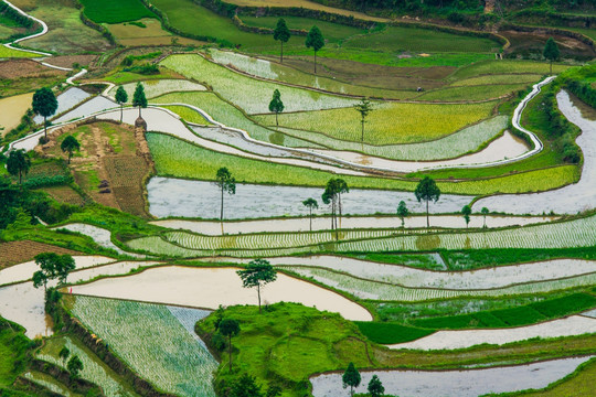 茗岙梯田