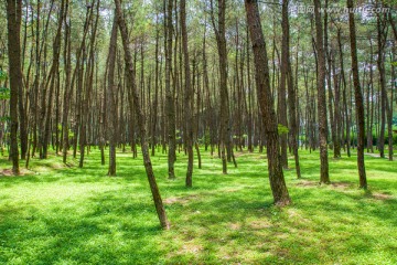 松树林