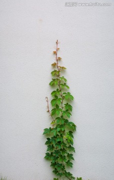 爬山虎