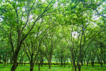 绿树林