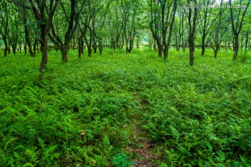 山林