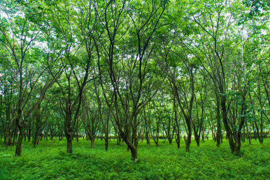 绿树林