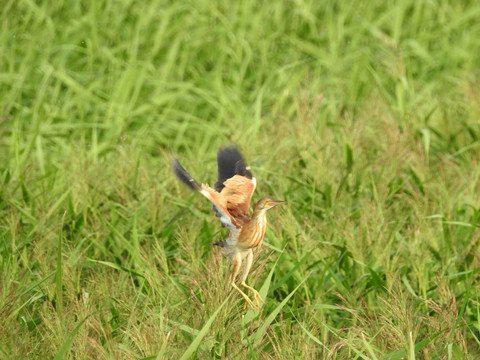 黄苇鳽