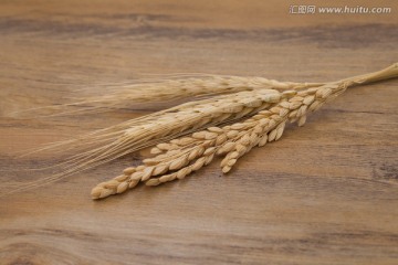 水稻和小麦