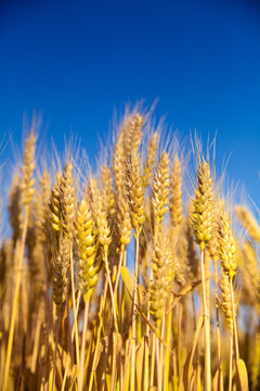 成熟的麦子