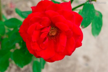 月季花 月月红