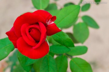 月季花