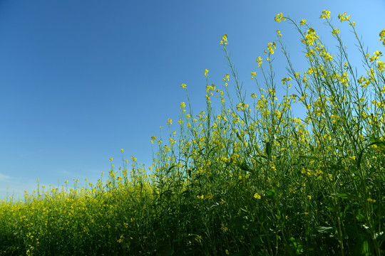 油菜花田