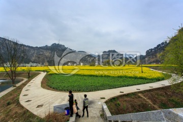 古蔺双沙小河油菜花柳树画里乡村