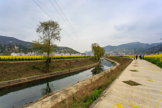 古蔺双沙小河油菜花柳树画里乡村