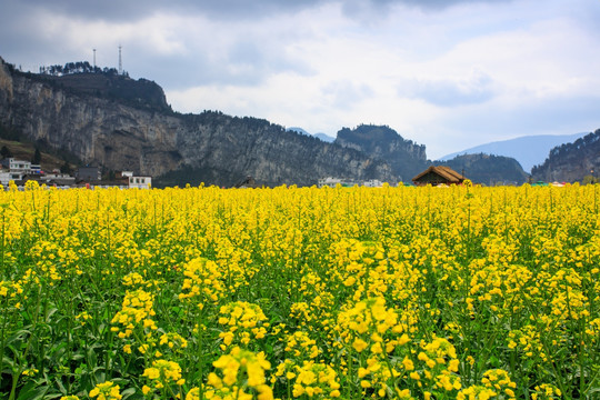 四川古蔺双沙万亩油菜花柳树