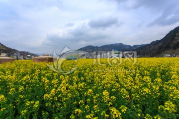 古蔺双沙油菜花柳树茅屋