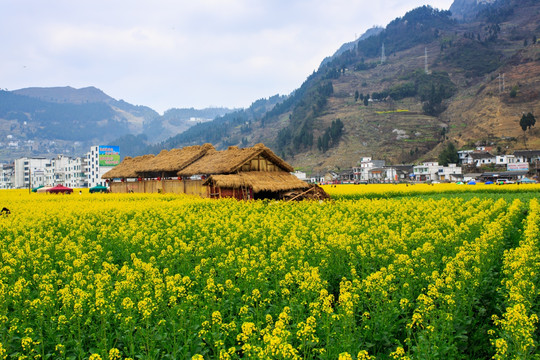 四川古蔺双沙万亩油菜花柳树