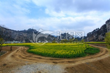 四川古蔺双沙万亩油菜花柳树