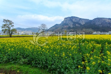 四川古蔺双沙万亩油菜花柳树