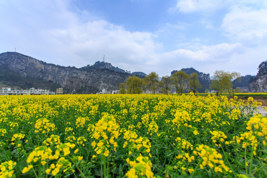 四川古蔺双沙万亩油菜花柳树