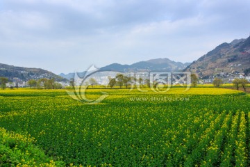 四川古蔺双沙万亩油菜花柳树