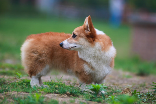 柯基犬