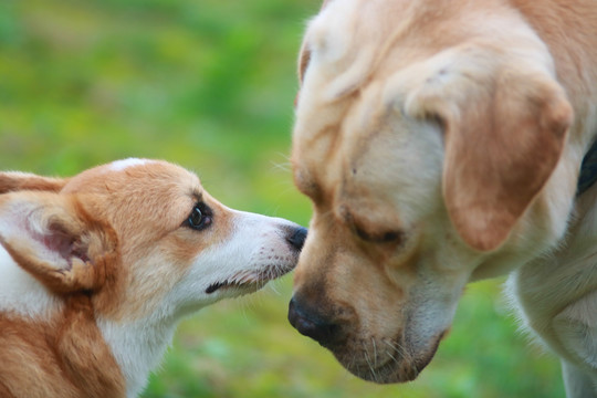 柯基犬和拉布拉多犬