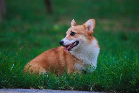 柯基犬