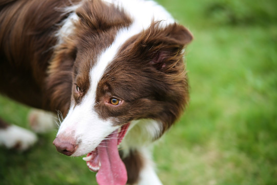 边境牧羊犬