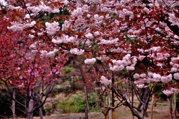 樱花盛开时节
