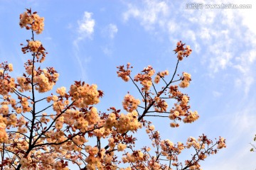 蓝天下的白色樱花