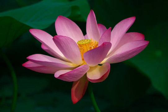 荷花