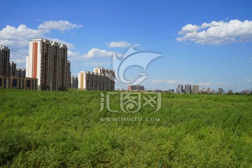 风景