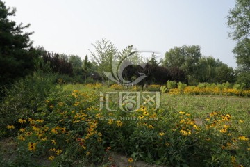 风景