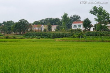 水稻房屋