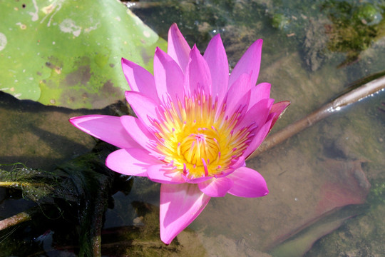 高清睡莲花