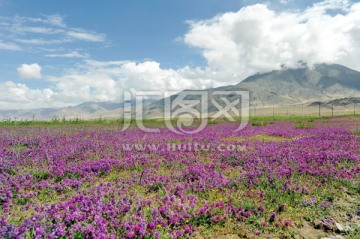 高原花开