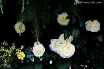 月季花