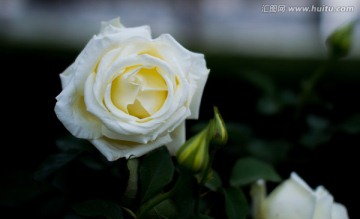 月季花