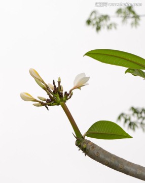 花卉素材