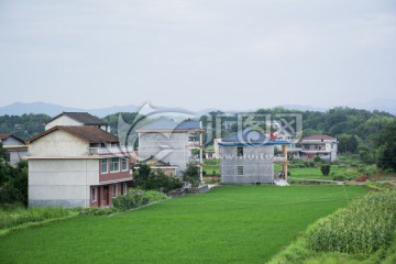 新农村 乡村风景 稻田