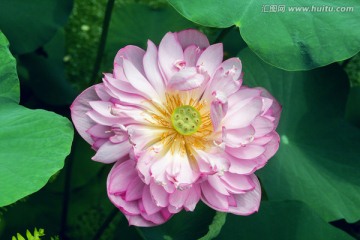 荷花莲花