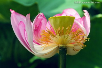 荷花莲花