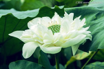 白色莲花