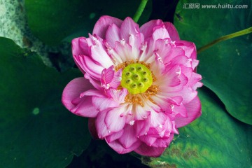 荷花莲花
