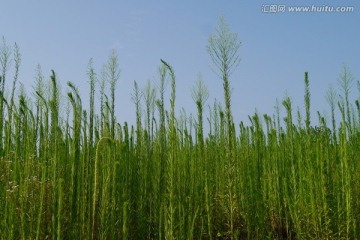 野蒿子