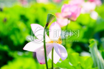 荷花