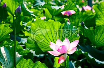 荷花