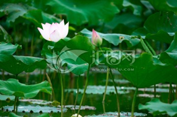 荷花